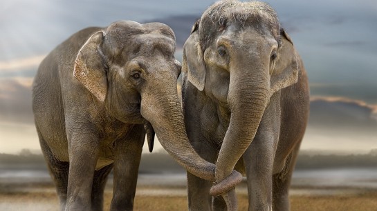 elephant-images-free-download