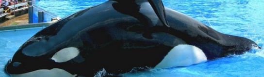 El historial “asesino” de las orcas que asesinamos