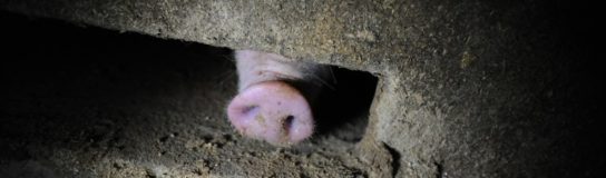 Reportaje revela la realidad de las granjas de cerdos