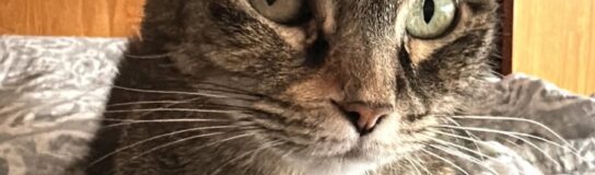 Gatiluz del Valle «mi dulce amiga»